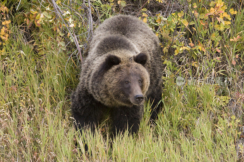 野生灰熊，怀俄明州