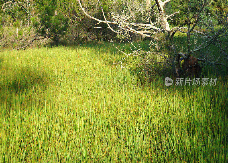 佛罗里达湿地