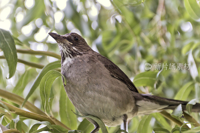 南美songthrush