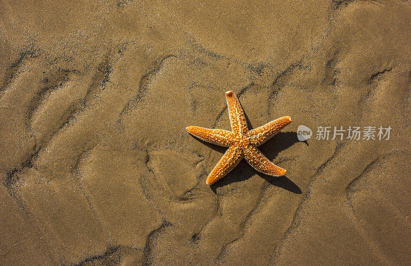 海滩上的海星