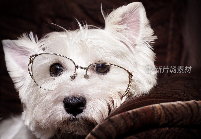 Westie戴眼镜