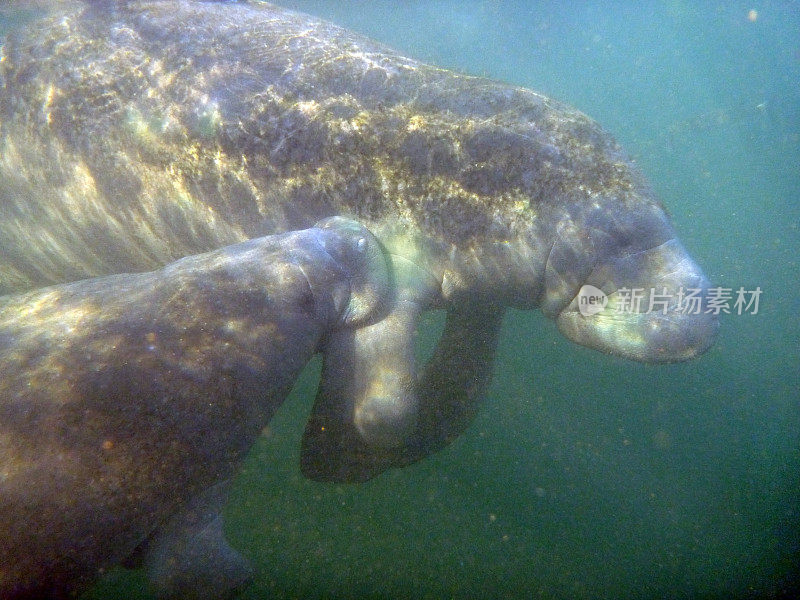 野生护理佛罗里达海牛