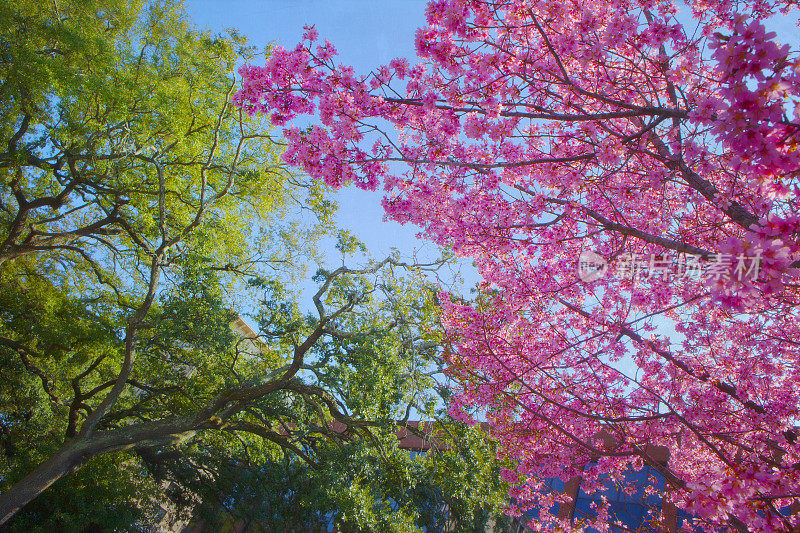 粉红色和绿色，樱花，萨凡纳，乔治亚州