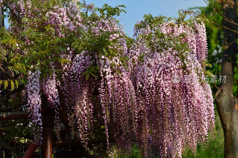 日本紫藤花