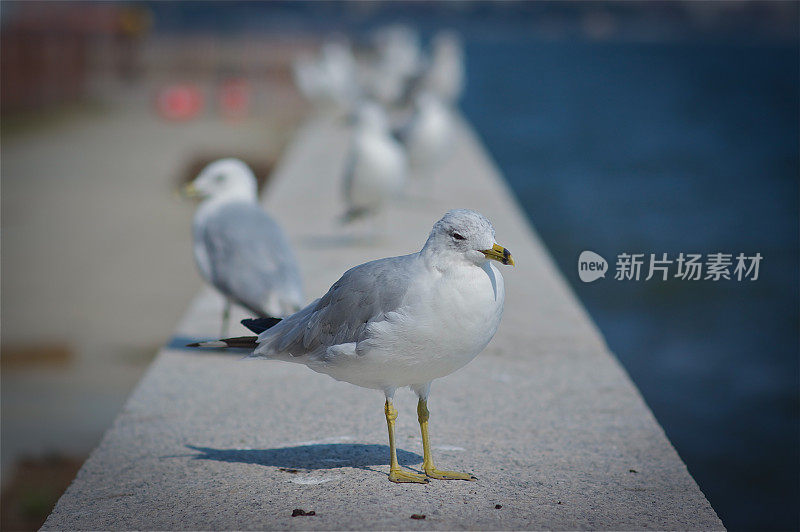 鸟在纽约海滨降落