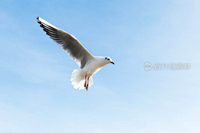 蓝天下的海鸥