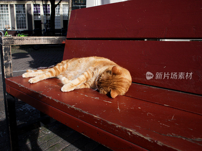 一只红虎斑猫在阿姆斯特丹的红色长凳上睡觉