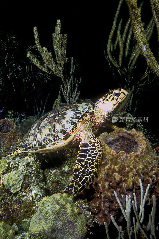 巴哈马群岛玳瑁海龟