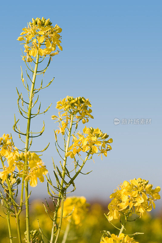 油菜(油菜)