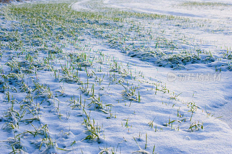 成排的绿芽在雪中拔地而起