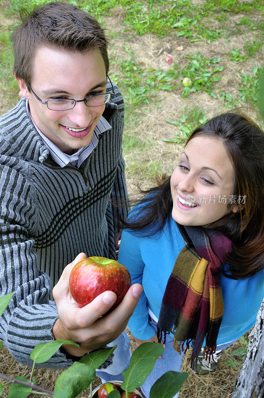 夫妇检查新鲜采摘的苹果(自上而下视图)
