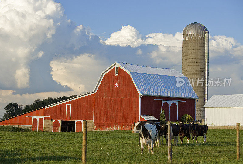红色的谷仓、筒仓、奶牛和美丽的乌云天空