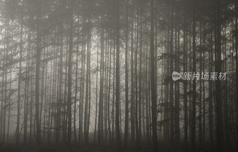 令人毛骨悚然的松树林雾