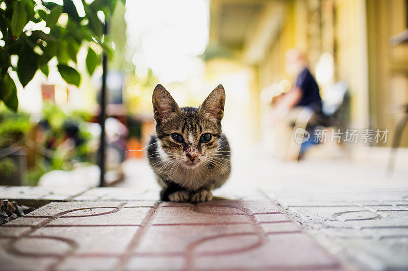 不健康的流浪猫