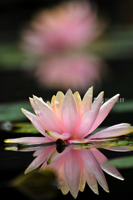 睡莲花开花