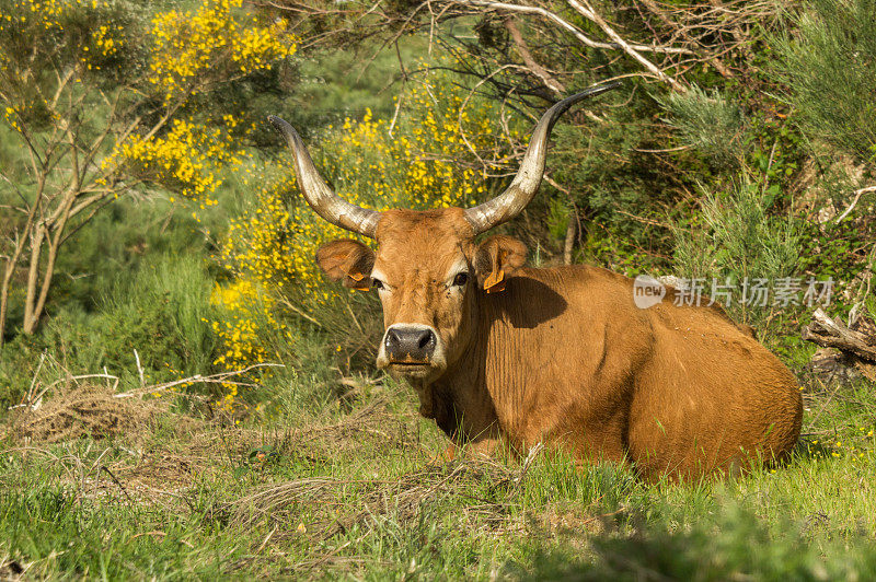 葡萄牙北部，长角牛