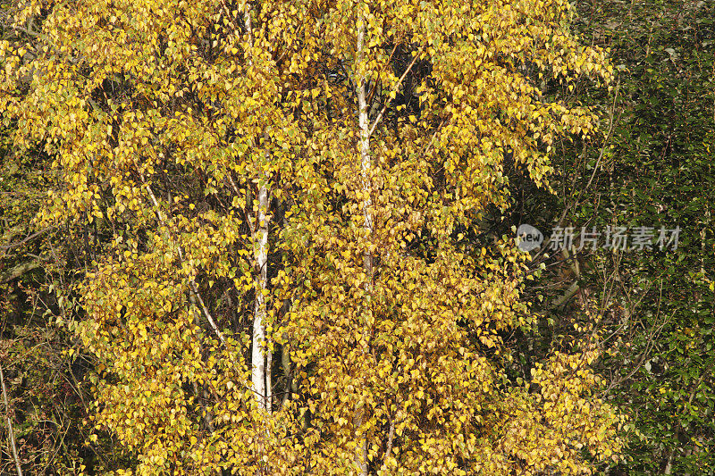 秋天，白桦树上的黄叶