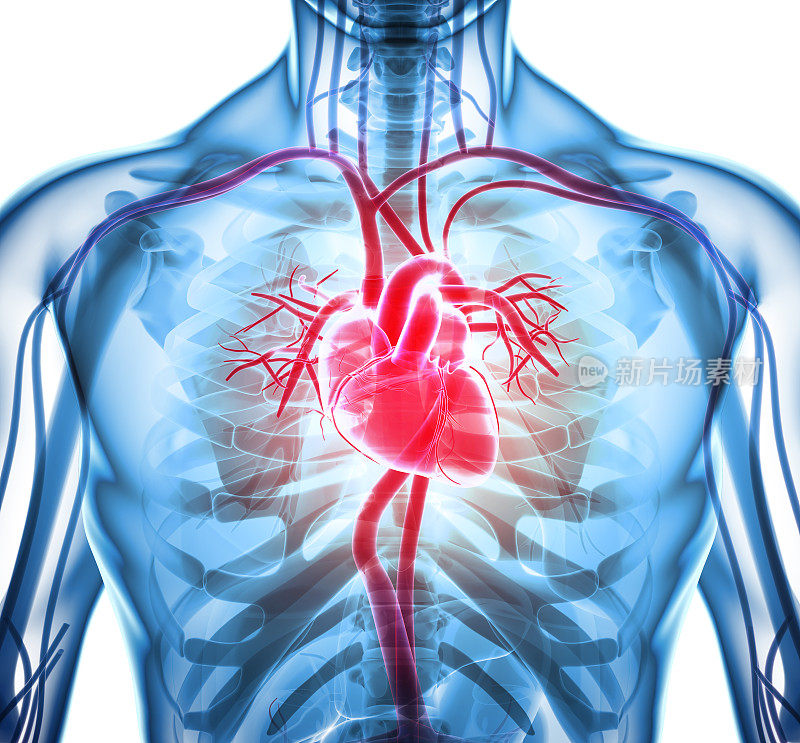 心脏的三维插图，医学概念。