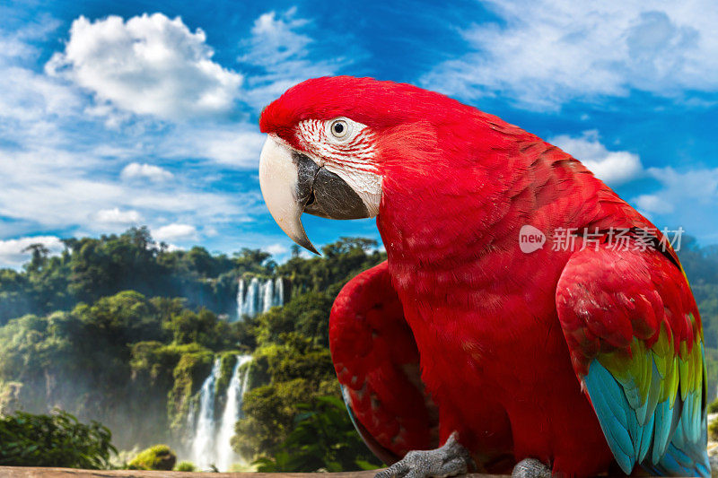 鲜红色的鸟在大自然中，巴西