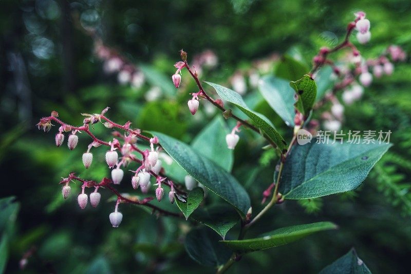 小粉钟花，华盛顿森林背景