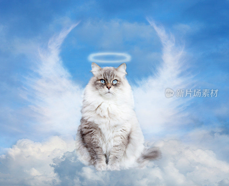 天堂里的猫