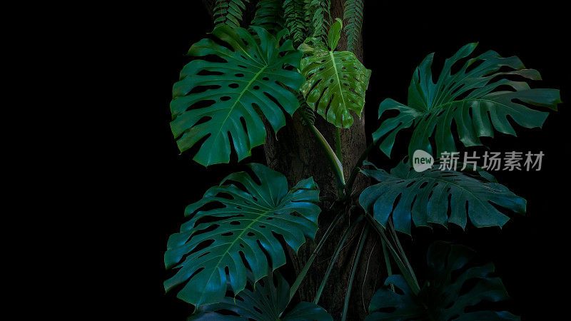 一种生长在野外的热带叶生植物，生长在黑色背景的树干上。热带雨林，丛林背景。