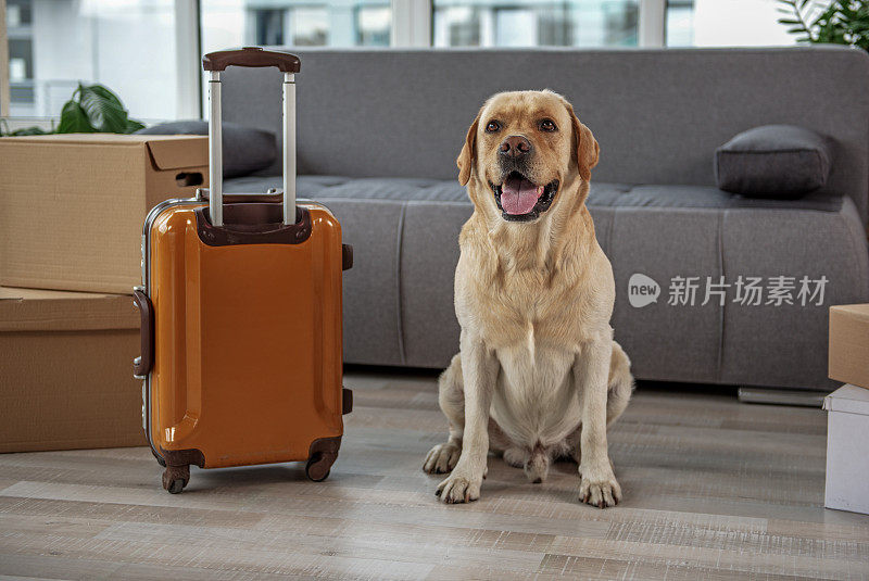 快乐的狗在家里的行李附近