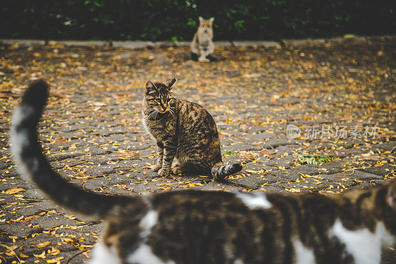 高角度的姜猫坐在秋天的叶子在公园