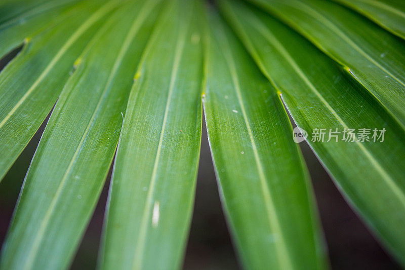 津巴布韦:植物