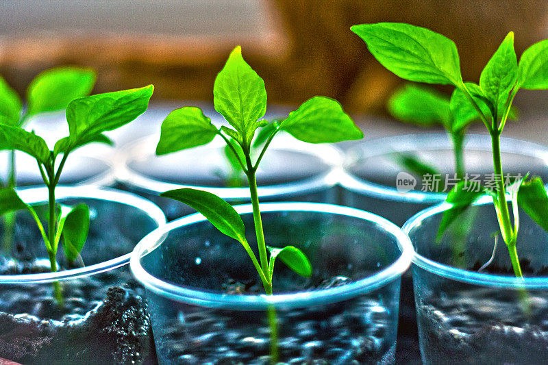 三个辣椒芽在塑料杯中与土壤紧密相连。