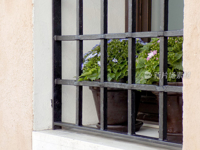 窗框后面窗台上的花盆里都种着凤仙花