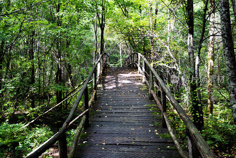 森林里的老木桥