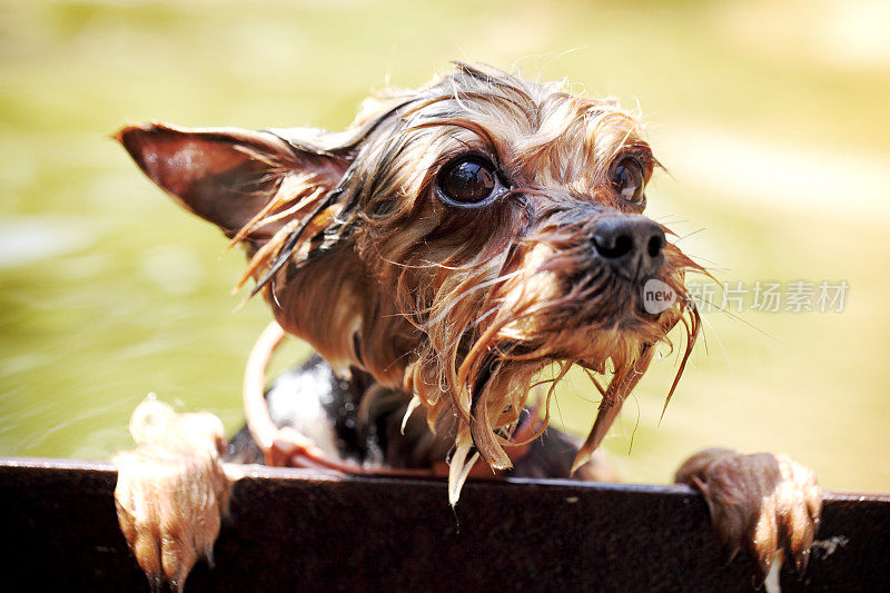 约克郡犬