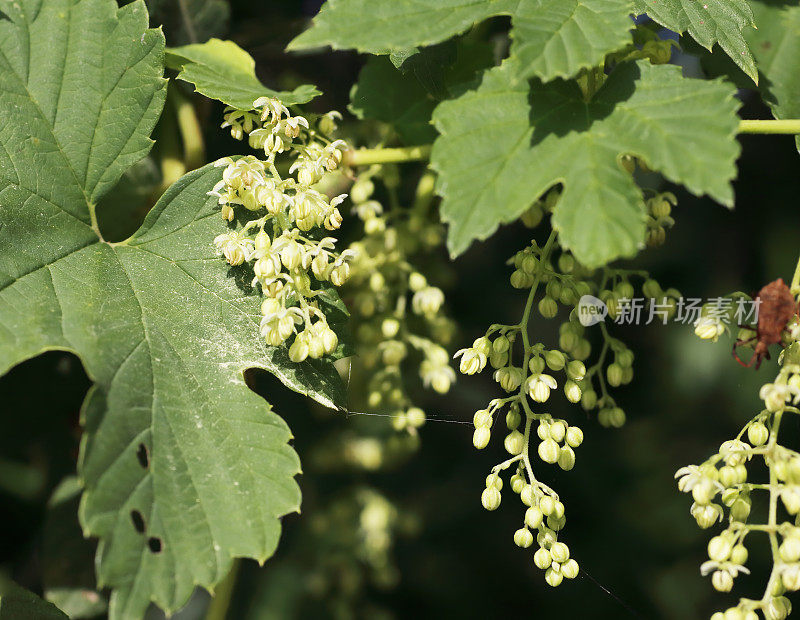 啤酒花(葎草)开花