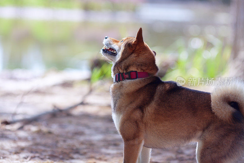 日本柴犬和主人在公园