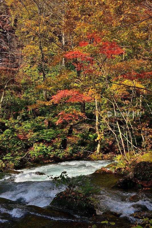 日本青森市秋天的磐濑山溪