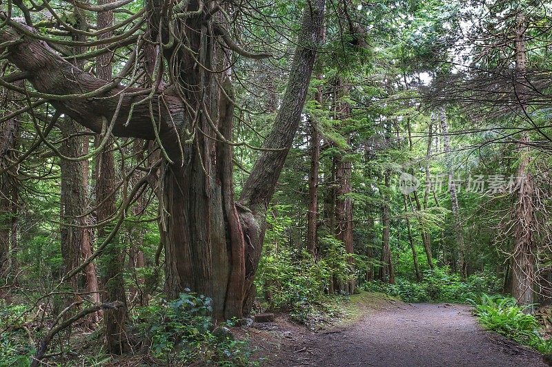 大树，徒步小径，奥林匹克国家公园，华盛顿森林