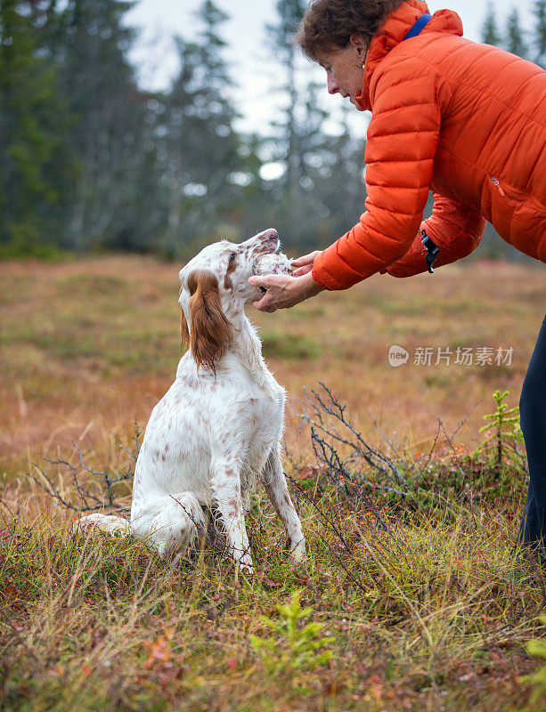 秋天，挪威奥普兰的挪威山区与教练一起训练英国猎犬