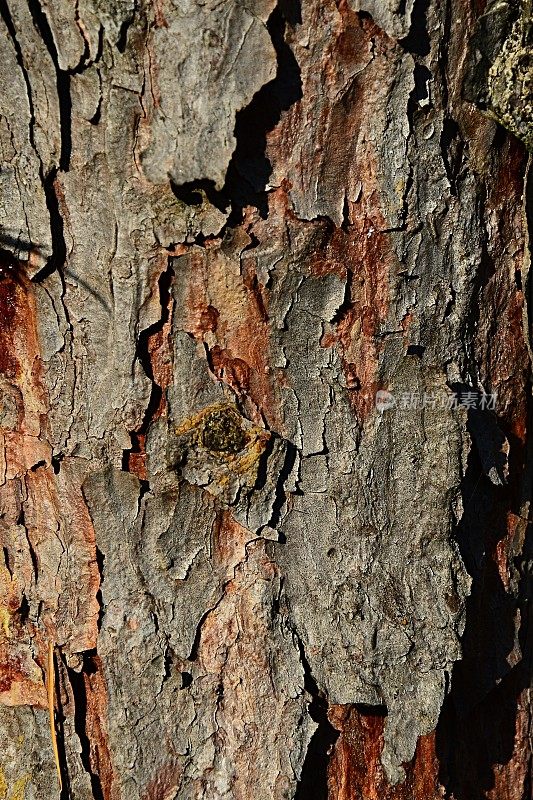 白桦落叶松的树皮树干纹理，原产于西伯利亚东部，中国东北，蒙古东北部和朝鲜