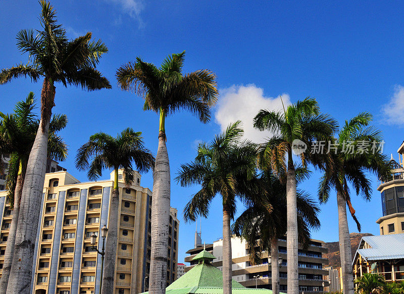 毛里求斯路易斯港港口前的办公大楼和椰子树