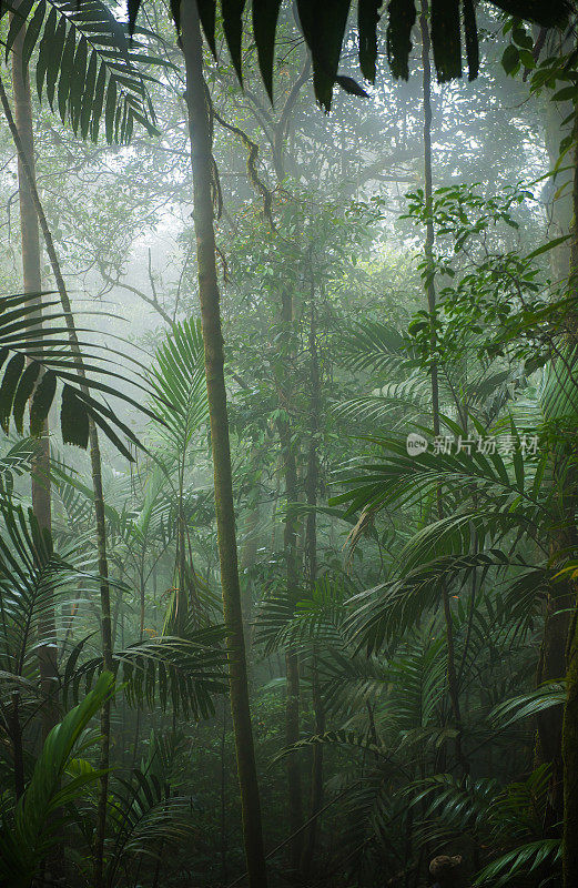 热带雨林景观,