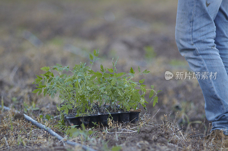 农民种植番茄苗