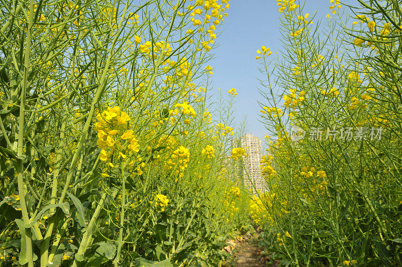 油菜花领域