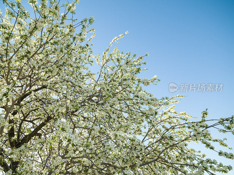 梅树与水果花在蓝天
