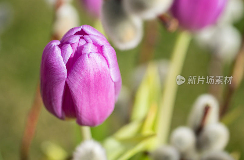 春天的花朵