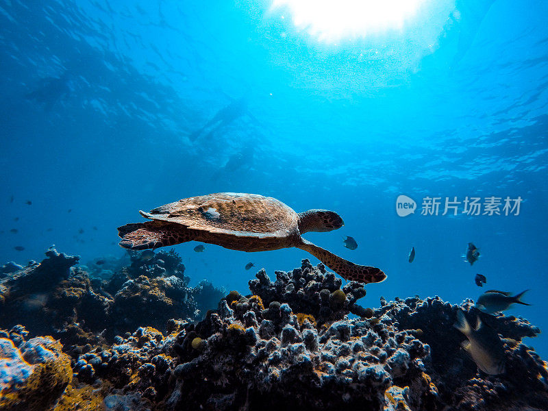 在水下游泳的海龟