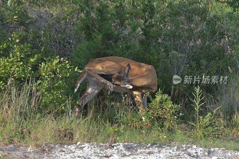 白尾鹿母鹿梳理