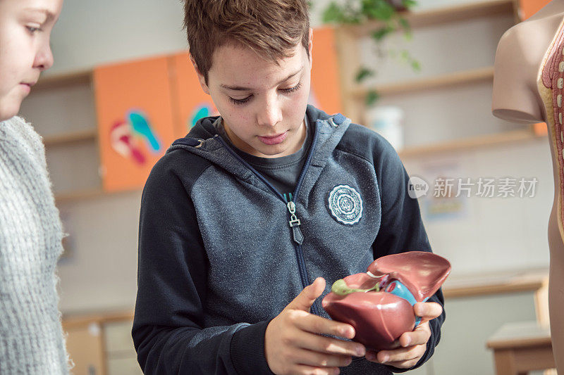 在生物课上学习人体解剖学模型的学童