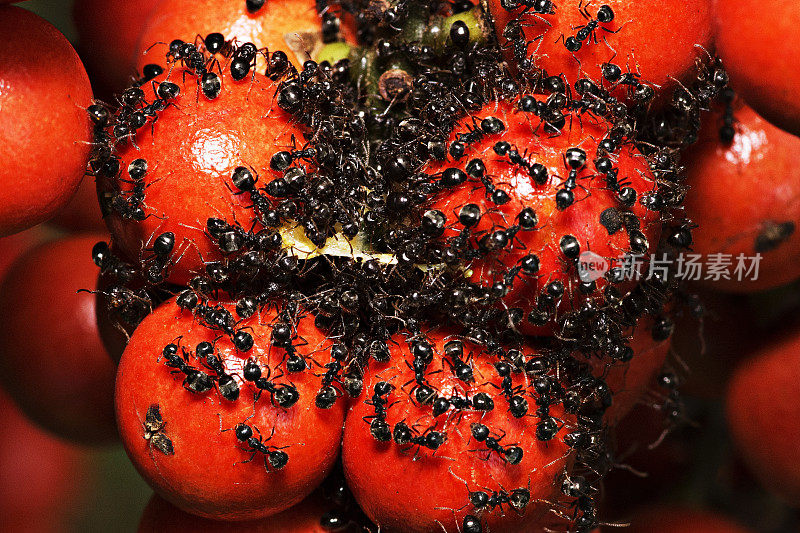 蚂蚁在鲜红的棕榈籽上筑巢。