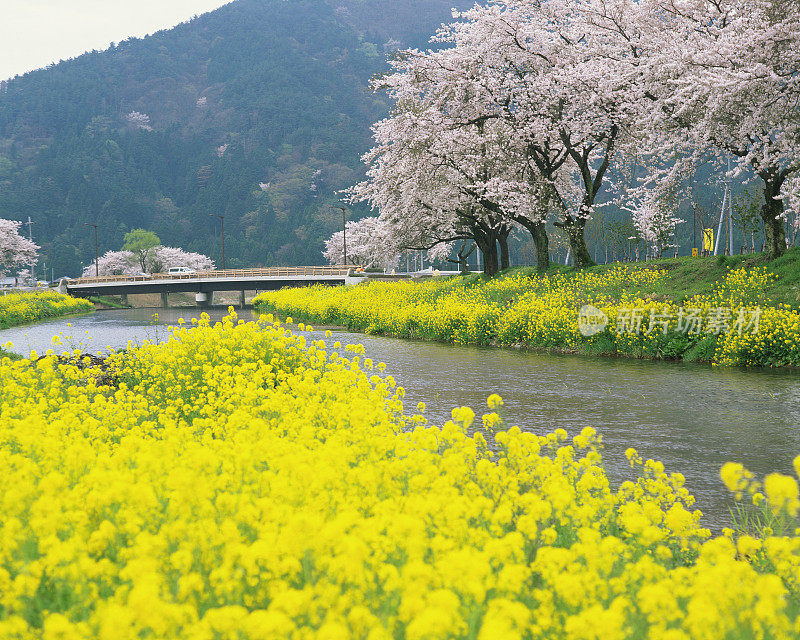 樱花和油菜籽盛开，日本滋贺县。